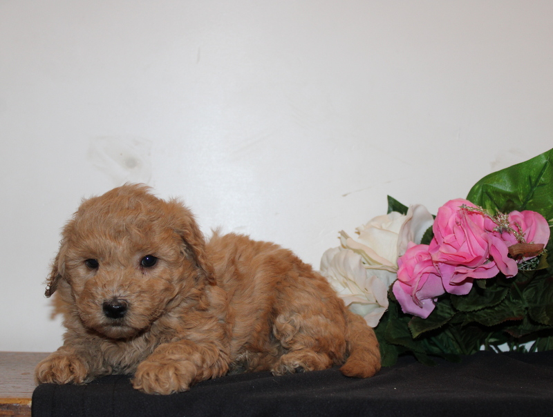 puppy, for, sale, Mini  Goldendoodle, Matthew B. Stoltzfus, dog, breeder, Gap, PA, dog-breeder, puppy-for-sale, forsale, nearby, find, puppyfind, locator, puppylocator, aca